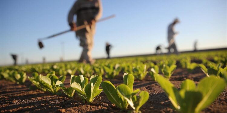 Agricoltori calabresi, in arrivo nuove risorse finanziarie: l’Arcea liquida le somme