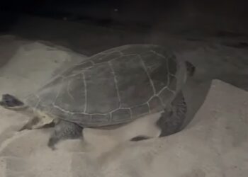Tartaruga Verde (chelonia mydas) tenta di nidificare su una spiaggia calabrese. Il Wwf: «Primo caso in Italia»