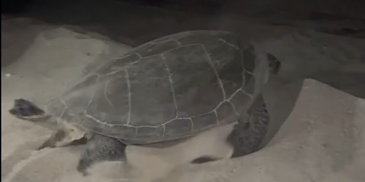 Tartaruga Verde (chelonia mydas) tenta di nidificare su una spiaggia calabrese. Il Wwf: «Primo caso in Italia»