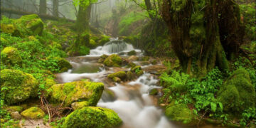 Pioggia di finanziamenti per il Parco delle Serre: sarà realizzato anche il Museo della biodiversità