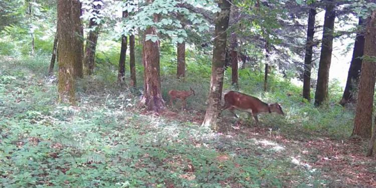 Un primo cucciolo di cervo italico venuto alla  luce nel Parco regionale delle Serre – Video