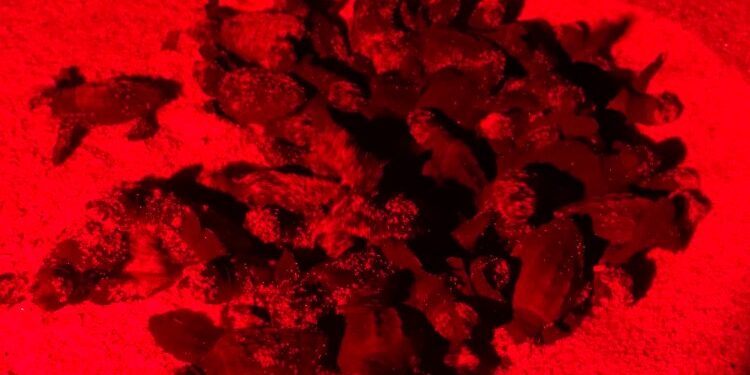Schiude a Santa Domenica di Ricadi il primo nido di tartaruga marina (Caretta caretta) – Foto
