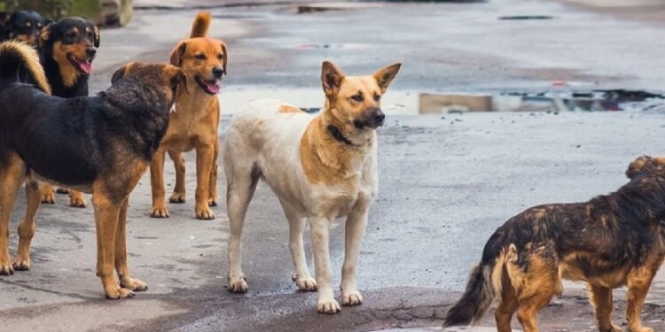 Randagismo, terminati i lavori al canile comunale di Vibo: l’Asp può riprendere l’accalappiamento