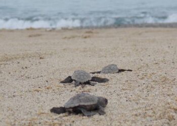 Schiuse le uova di tartaruga marina caretta caretta del nido di Pizzo