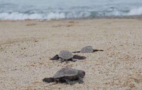 Schiuse le uova di tartaruga marina caretta caretta del nido di Pizzo