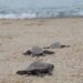 Schiuse le uova di tartaruga marina caretta caretta del nido di Pizzo