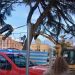Albero pericolante in piazza Martiri d’Ungheria, il Comune di Vibo contatta gli esperti: si tenta di salvarlo