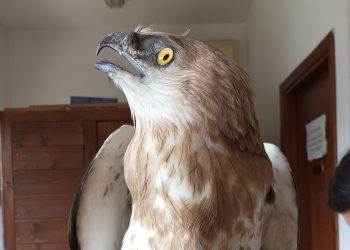 Esemplare di Biancone salvato da due poliziotti della polfer di Lamezia: il rapace affidato al Wwf di Vibo