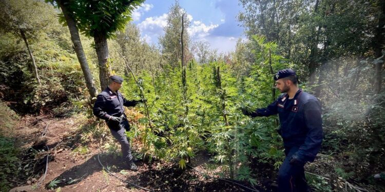 Scoperte dai carabinieri numerose piantagioni di canapa indiana in aree demaniali del Vibonese