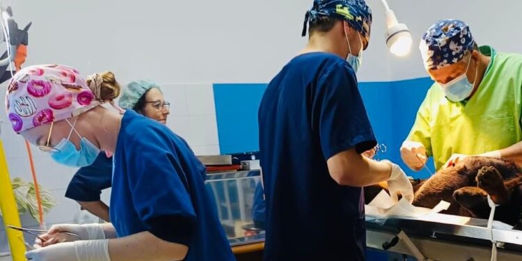 Randagismo a Vibo, in città medici olandesi per fare le sterilizzazioni: l’impegno delle associazioni