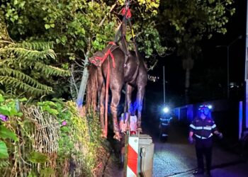 Tropea, un cavallo finisce in un torrente: salvato dall’intervento dei Vigili del Fuoco – Foto