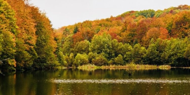 Parco delle Serre, in autunno è un boom di presenze: «Abbiamo molti visitatori dalla Sicilia per il foliage e non solo»