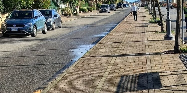 Vibo Valentia, l’associazione Pro Moderata Durant pianterà nuovi alberi su Viale Giuseppe Saragat