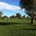 Vibo Valentia. Continua l’impegno dell’associazione Pro Moderata Durant: evento al Parco Urbano