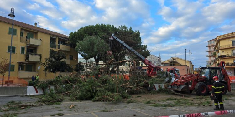 Vibo Valentia. Pino domestico caduto in viale Affaccio: al via i controlli sugli alberi ad alto fusto