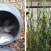 Gerocarne, i carabinieri scoprono 4 chili di marijuana all’interno di un bidone di plastica