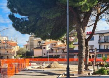 Viale Affaccio a Vibo, la perizia dell’agronomo decreta la pericolosità degli alberi. Romeo: «Bisognerà rimuoverli»