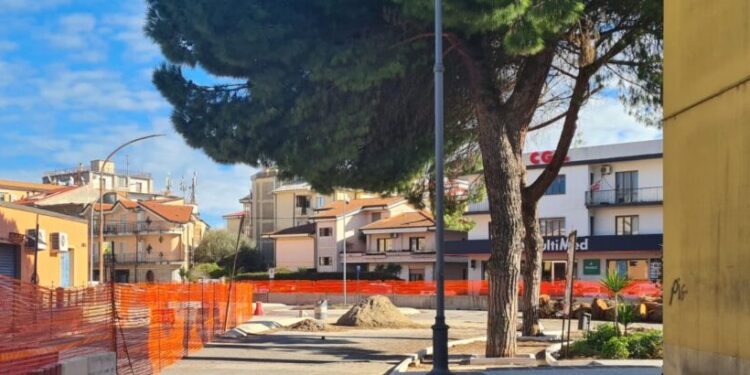Viale Affaccio a Vibo, la perizia dell’agronomo decreta la pericolosità degli alberi. Romeo: «Bisognerà rimuoverli»