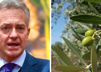 Piano olivicolo regionale calabrese: chiusa la fase di concertazione
