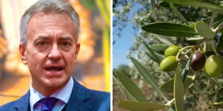 Piano olivicolo regionale calabrese: chiusa la fase di concertazione