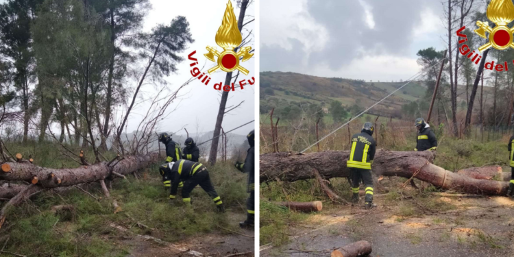 Maltempo nel Vibonese, numerosi gli interventi dei Vigili del Fuoco: caduti alberi e pali per il forte vento