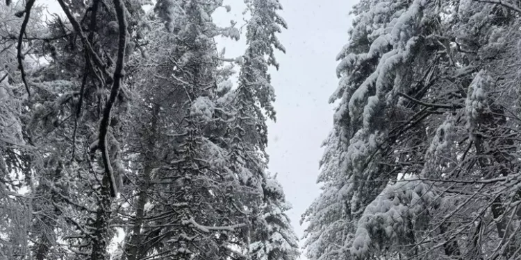 Nevica in Calabria. Precipitazioni intense in Sila e nel Pollino, ma anche nelle Serre Vibonesi  