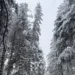 Nevica in Calabria. Precipitazioni intense in Sila e nel Pollino, ma anche nelle Serre Vibonesi  