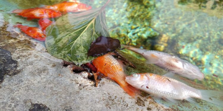 Vibo, scena raccapricciante alla Villa Comunale: morti quasi tutti i pesci all’interno della vasca