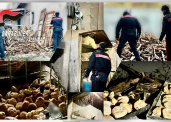 Vibo Marina. Gravi irregolarità in un panificio, attività sospesa ma il titolare prosegue: denunciato – Foto