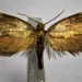 Scoperta in Calabria una nuova specie di farfalla, i ricercatori la dedicano a Giulio Regeni