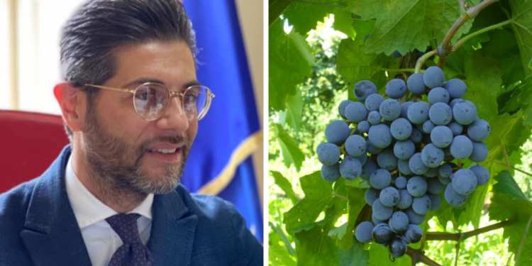 Il presidente del Gal Terre Vibonesi, Vitaliano Papillo