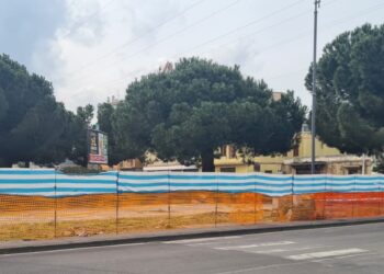 Vibo. Pini in piazza Salvemini, FI boccia l’idea di un’altra perizia: «Perché? E poi con quali soldi?»