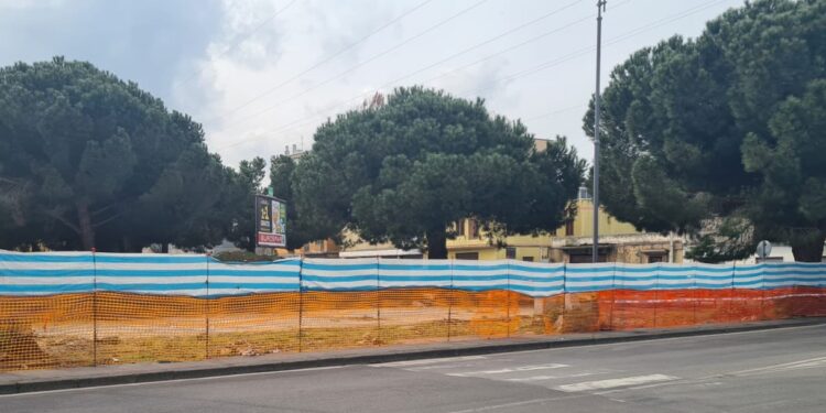 Vibo. Pini in piazza Salvemini, FI boccia l’idea di un’altra perizia: «Perché? E poi con quali soldi?»