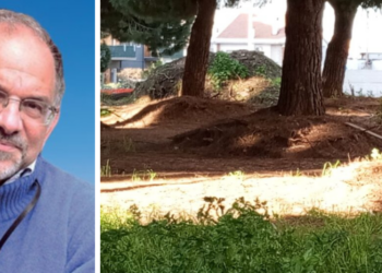 Pino Paolillo (Wwf): «Pini di Piazza Salvemini a Vibo, era già tutto previsto?»