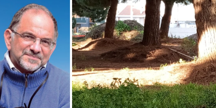 Pino Paolillo (Wwf): «Pini di Piazza Salvemini a Vibo, era già tutto previsto?»