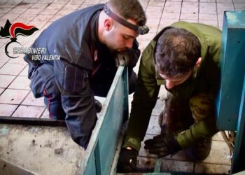 Operazione nel Vibonese: denunce, chiuso un bar e sanzioni per irregolarità igienico-sanitarie