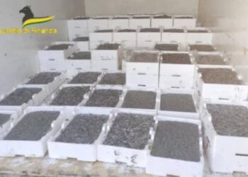 Nell'immagine il novellame di sarda posto sotto sequestro in Calabria
