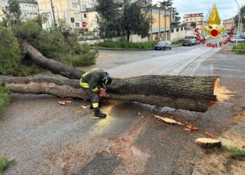 Vibo. Intervento dei Vigili del fuoco per alberi pericolanti in centro città – Foto