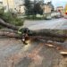 Vibo. Intervento dei Vigili del fuoco per alberi pericolanti in centro città – Foto