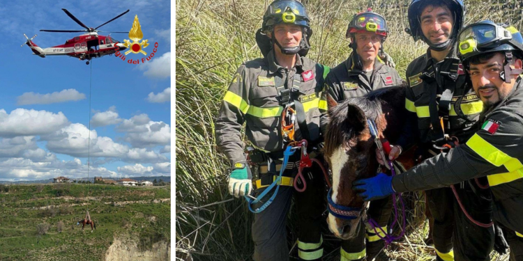 Zambrone, cavallo precipita in un dirupo: salvato grazie all’intervento dei vigili del fuoco