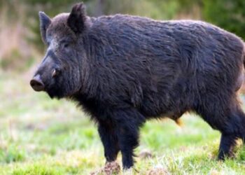 Nell'immagine un cinghiale