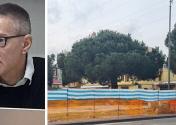 Vibo. Pini di piazza Salvemini, il Tar dà ragione a Europa Verde-Verdi: «Gli alberi sono pericolosi»