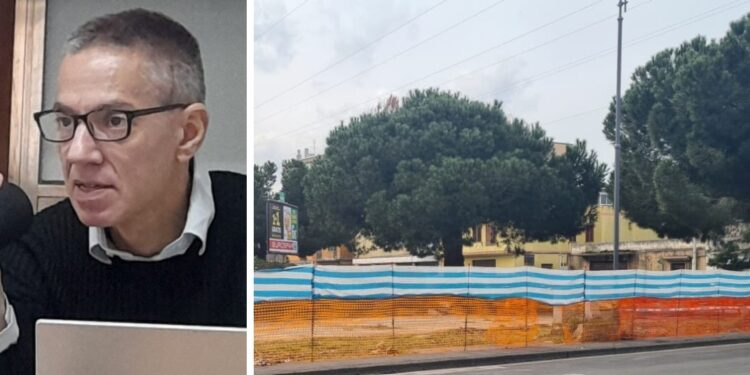 Vibo. Pini di piazza Salvemini, il Tar dà ragione a Europa Verde-Verdi: «Gli alberi sono pericolosi»