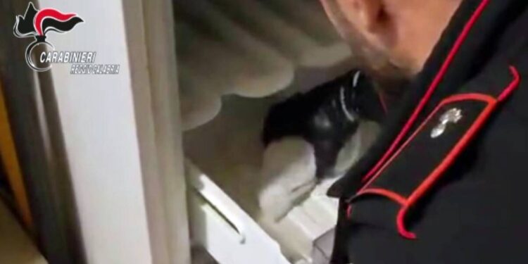 La scoperta della pistola nel freezer e delle munizioni da parte dei carabinieri in Calabria
