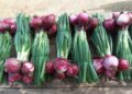 La Cipolla Rossa di Tropea Calabria IGP protagonista al Macfrut 2025