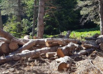 La legna oggetto di furto in Aspromonte