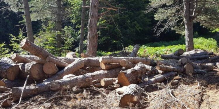 La legna oggetto di furto in Aspromonte