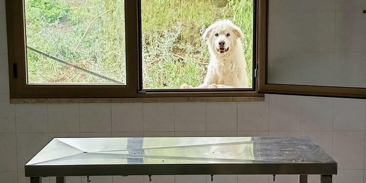 Canile di Vibo. Al via i lavori per la costruzione dello spazio sanitario: attesa durata anni