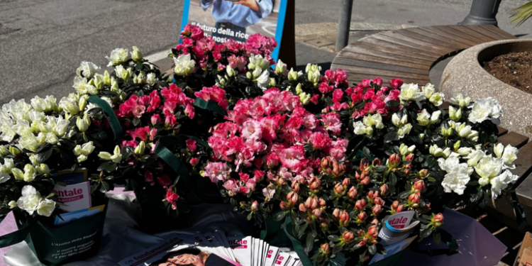 Parghelia, torna l’Azalea della ricerca Airc: sostegno alla lotta contro i tumori femminili