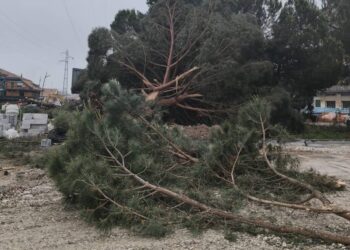 Gli alberi di piazza Salvemini a Vibo Valentia